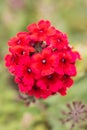 Rose mock vervain Verbena canadensis Homestead Red, showy red flowers